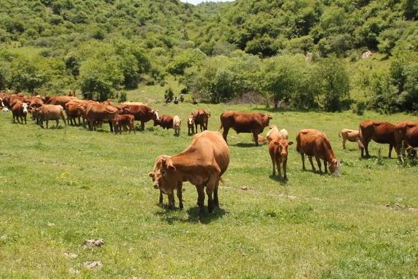 养殖黄牛三十头一年可以赚多少,成本是多少