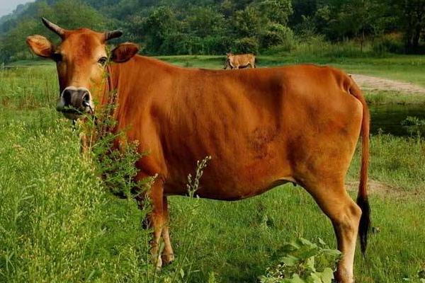 养殖黄牛三十头一年可以赚多少,成本是多少
