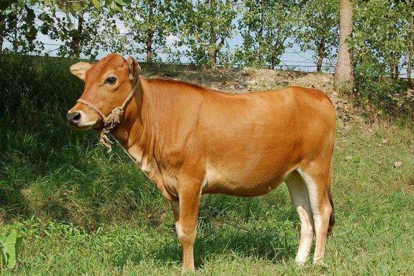 养殖黄牛三十头一年可以赚多少,成本是多少