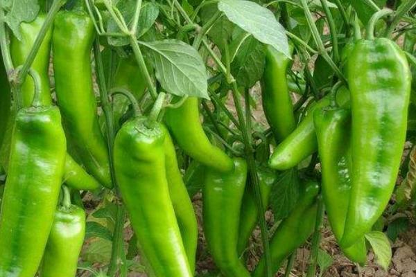 1亩种植辣椒一年收入，产出多少斤