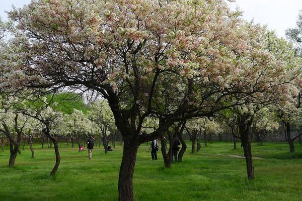 5亩文冠果收入多少，文冠果树苗价格