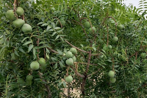 5亩文冠果收入多少，文冠果树苗价格