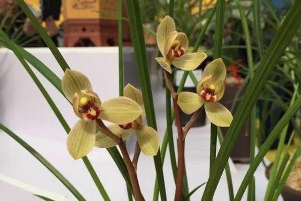 永昌金荷卖多少一苗,是什么花?