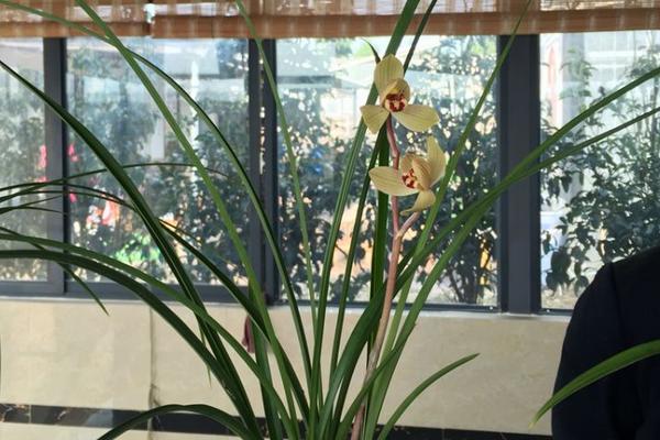 永昌金荷卖多少一苗,是什么花?