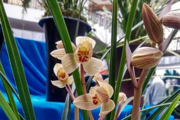 永昌金荷卖多少一苗,是什么花?