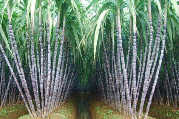 甘蔗施什么肥料最甜（长的高快）
