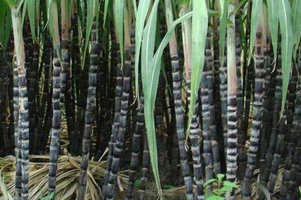 甘蔗施什么肥料最甜（长的高快）