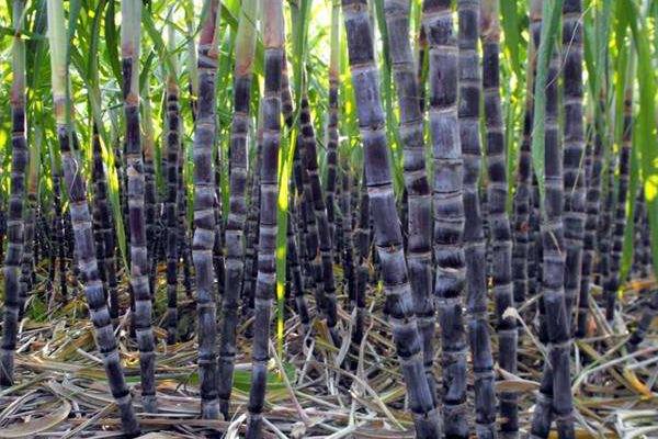 甘蔗施什么肥料最甜（长的高快）