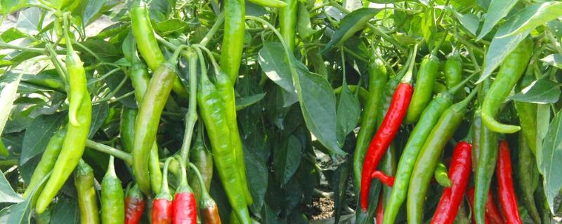 1亩种植辣椒一年收入，产出多少斤