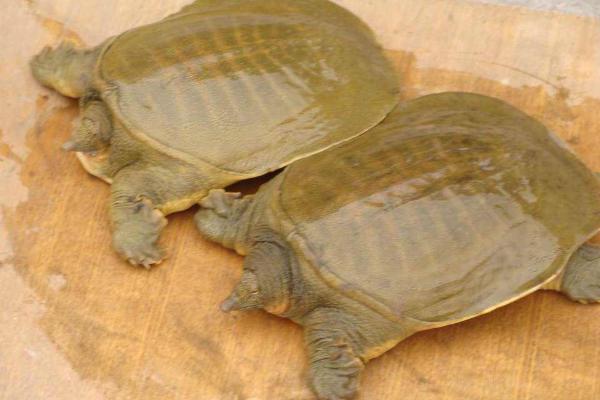 养殖周期短的淡水鱼有哪些(回报率高)