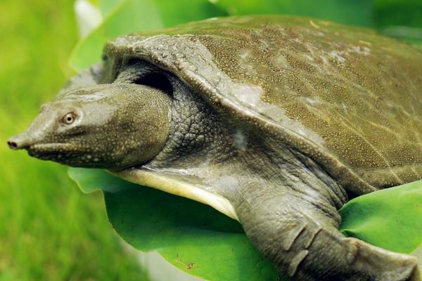 养殖周期短的淡水鱼有哪些(回报率高)