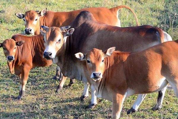 养牛10头利润与成本,风险大吗,要注意什么