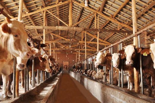 养牛10头利润与成本,风险大吗,要注意什么