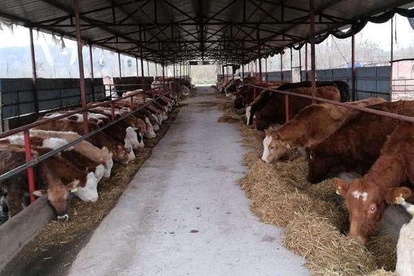 养牛10头利润与成本,风险大吗,要注意什么