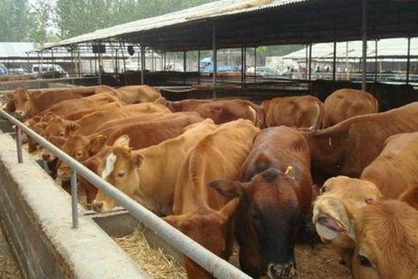 养牛10头利润与成本,风险大吗,要注意什么