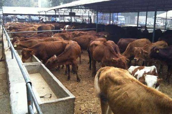 养牛10头利润与成本,风险大吗,要注意什么