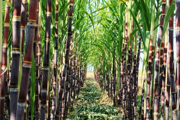 甘蔗施什么肥料最甜（长的高快）