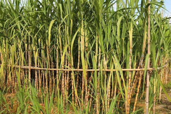 甘蔗施什么肥料最甜（长的高快）