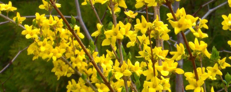 连翘种植几年可收益，附成本利润及前景分析