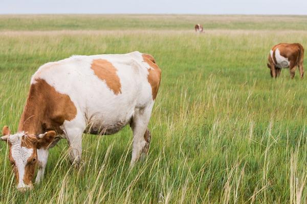 养牛10头利润与成本,风险大吗,要注意什么