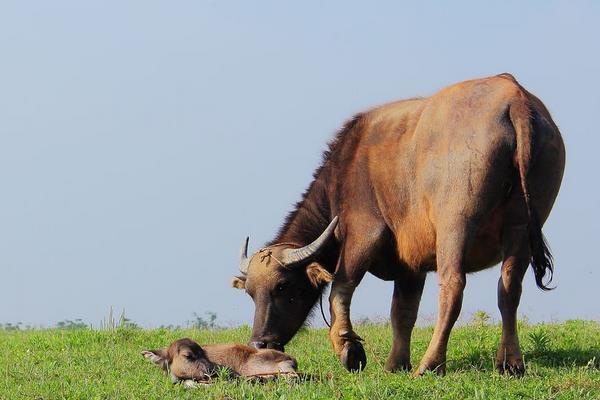 养牛10头利润与成本,风险大吗,要注意什么