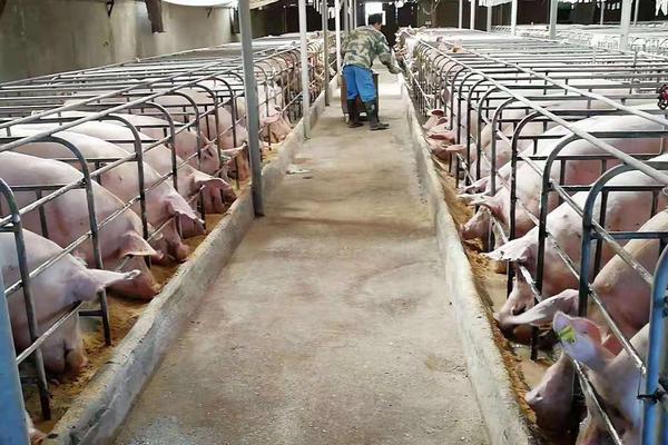 妊娠母猪尿石灰尿怎么办,附预防及治疗方法