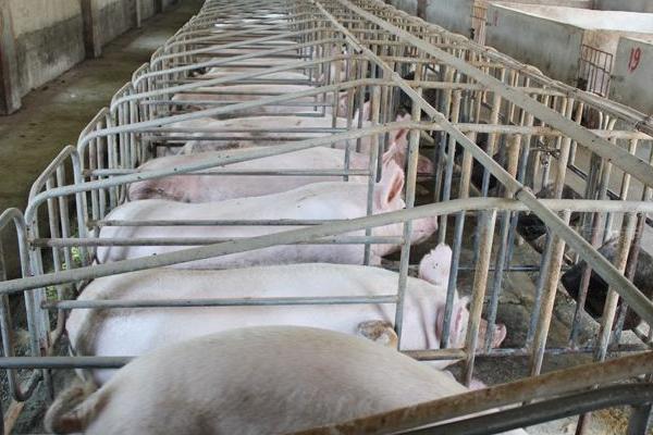 妊娠母猪尿石灰尿怎么办,附预防及治疗方法