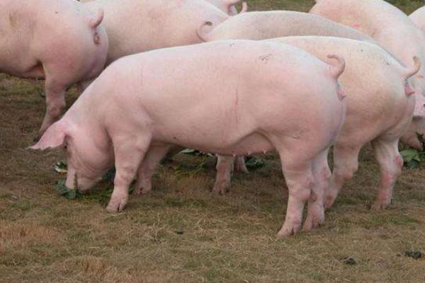 妊娠母猪尿石灰尿怎么办,附预防及治疗方法