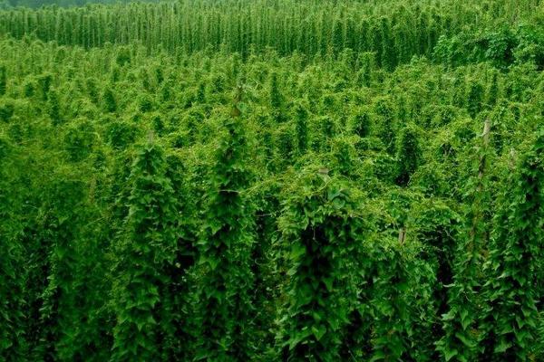 山药(种子)怎么种植,附详细种植技术