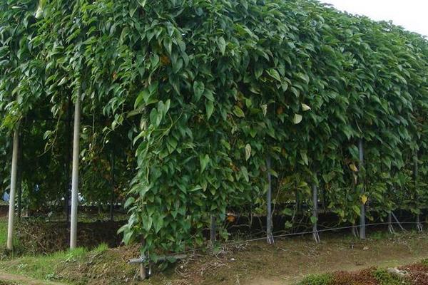 山药(种子)怎么种植,附详细种植技术