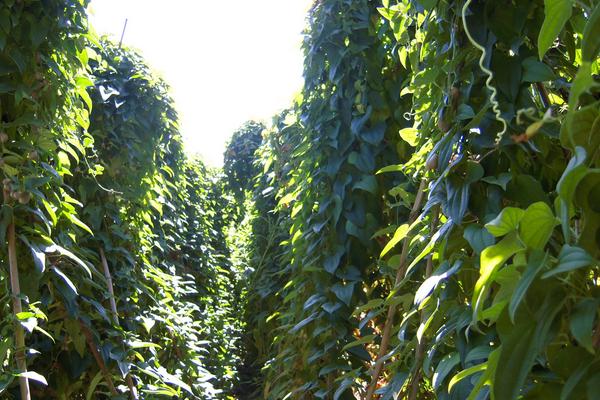山药(种子)怎么种植,附详细种植技术