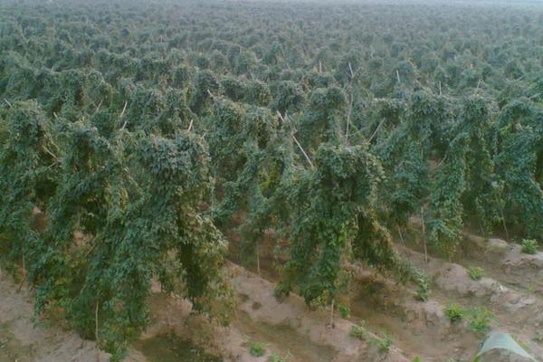 山药(种子)怎么种植,附详细种植技术