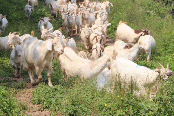 一只羊多少斤?能出多少斤肉,骨头多少斤?