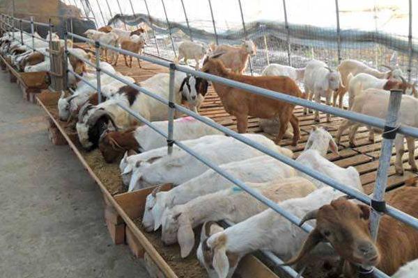 一只羊多少斤?能出多少斤肉,骨头多少斤?