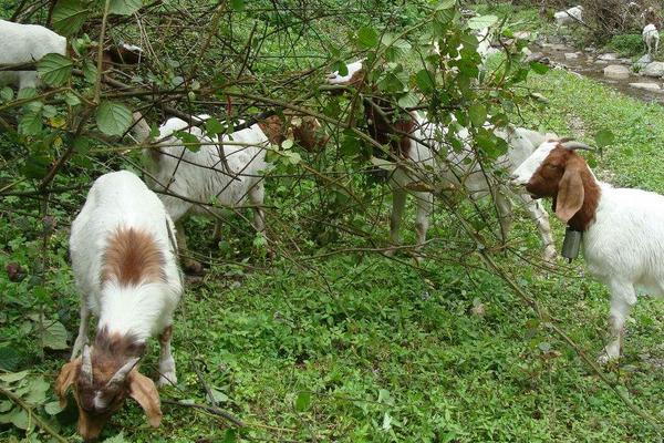 一只羊多少斤?能出多少斤肉,骨头多少斤?