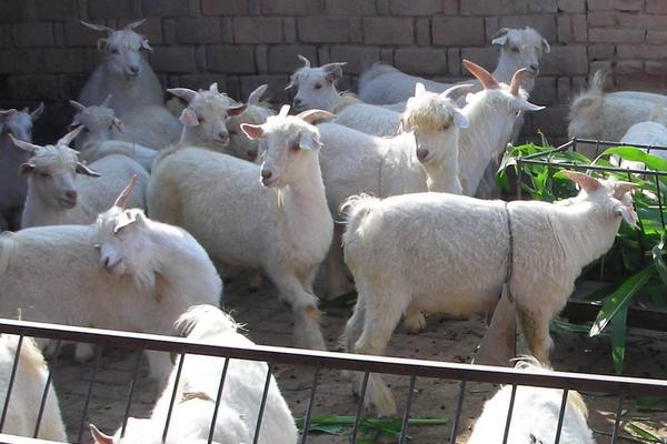 一只羊多少斤?能出多少斤肉,骨头多少斤?