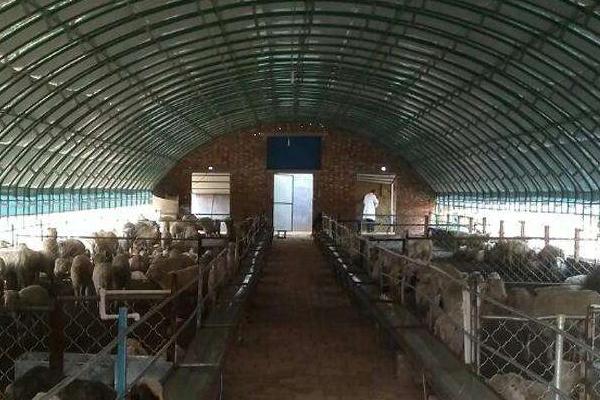 一只羊多少斤?能出多少斤肉,骨头多少斤?