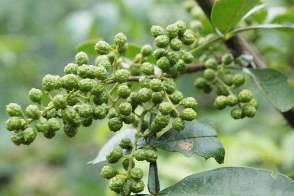 花椒种植市场饱和了吗,附花椒种植前景及利润分析