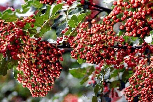 花椒种植市场饱和了吗,附花椒种植前景及利润分析