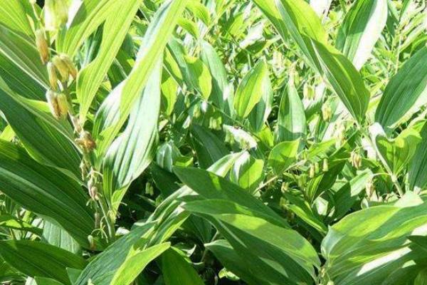 种植5亩黄精亩产成本,附黄精种植条件和方法