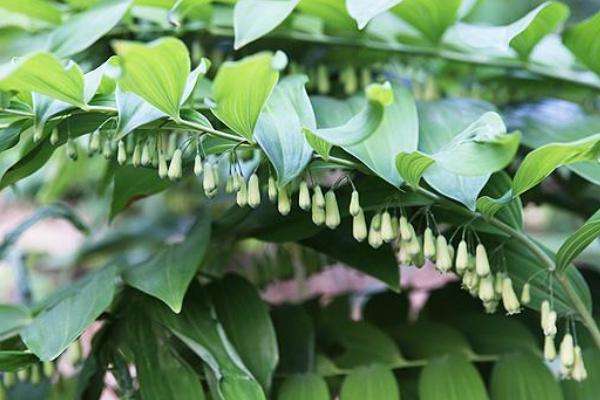 种植5亩黄精亩产成本,附黄精种植条件和方法