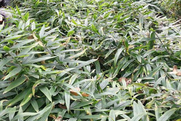 种植5亩黄精亩产成本,附黄精种植条件和方法