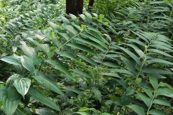 种植5亩黄精亩产成本,附黄精种植条件和方法