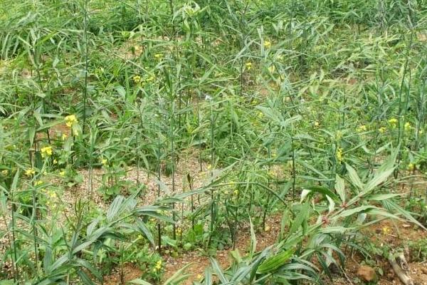 种植5亩黄精亩产成本,附黄精种植条件和方法