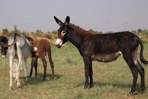 养几头驴一年挣10万元,养驴的风险大吗