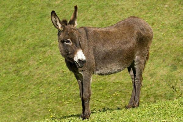 养几头驴一年挣10万元,养驴的风险大吗