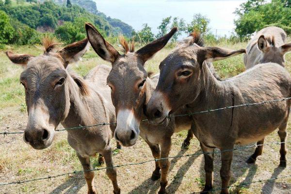 养几头驴一年挣10万元,养驴的风险大吗