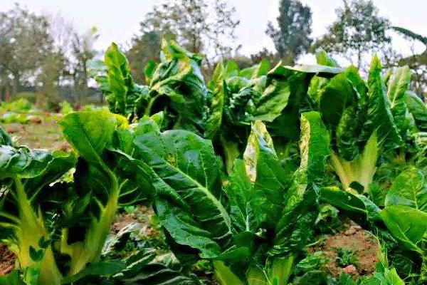 根达菜的种植方法和时间