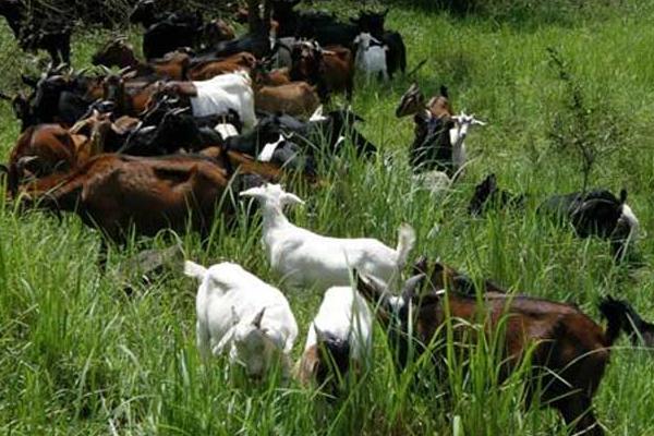 羊吃羊毛最快的治疗方法,是什么原因?