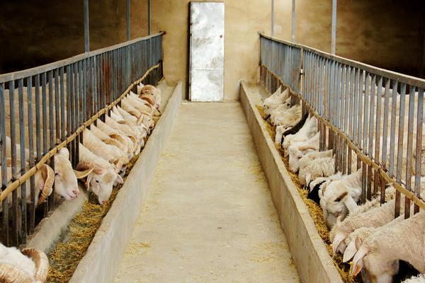 羊吃羊毛最快的治疗方法,是什么原因?